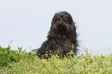 PETIT CHIEN LION 088